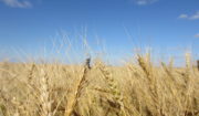 小麦の収穫が始まりました！~2022